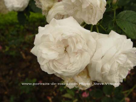 Mme Alfred de Rougemont