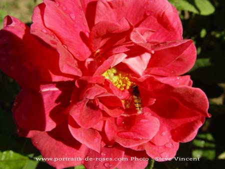 Rosa conditorum