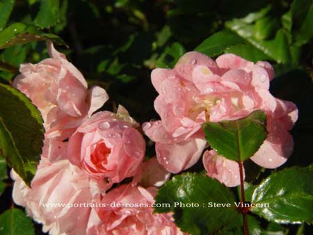 Rose inconnue 1